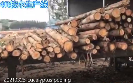 2021 Eucalyptus veneer peeling for shuttering plywood making